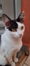 A white and black catÃ¢â¬â¢s close-up, with yellow eyes, outdoor and looking forward.